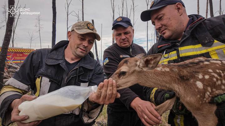 ДСНС врятували оленят