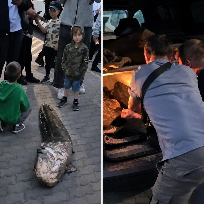 03.06.2026 Вилов сома в озері Балатон