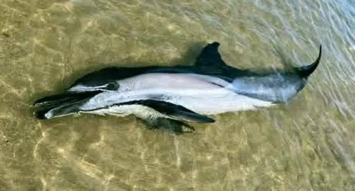 На узбережжі Чорного моря знайшли ще сім загиблих дельфінів