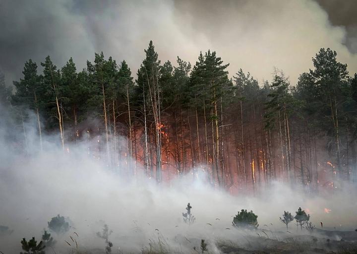 На Київщині триває ліквідація масштабної лісової пожежі